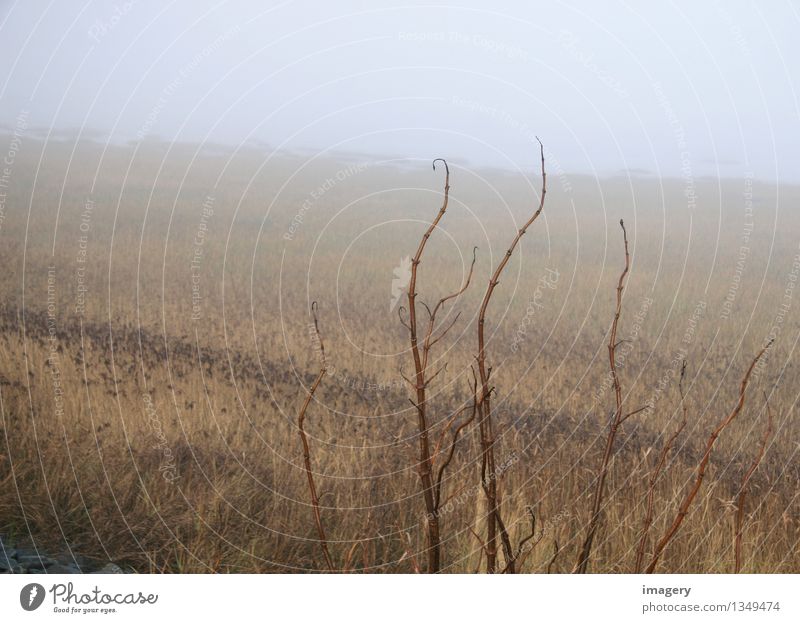 autumn sea Calm Meditation Ocean Nature Landscape Animal Autumn Fog Coast Breathe Observe Discover Relaxation Brown Loneliness Vacation & Travel Colour photo