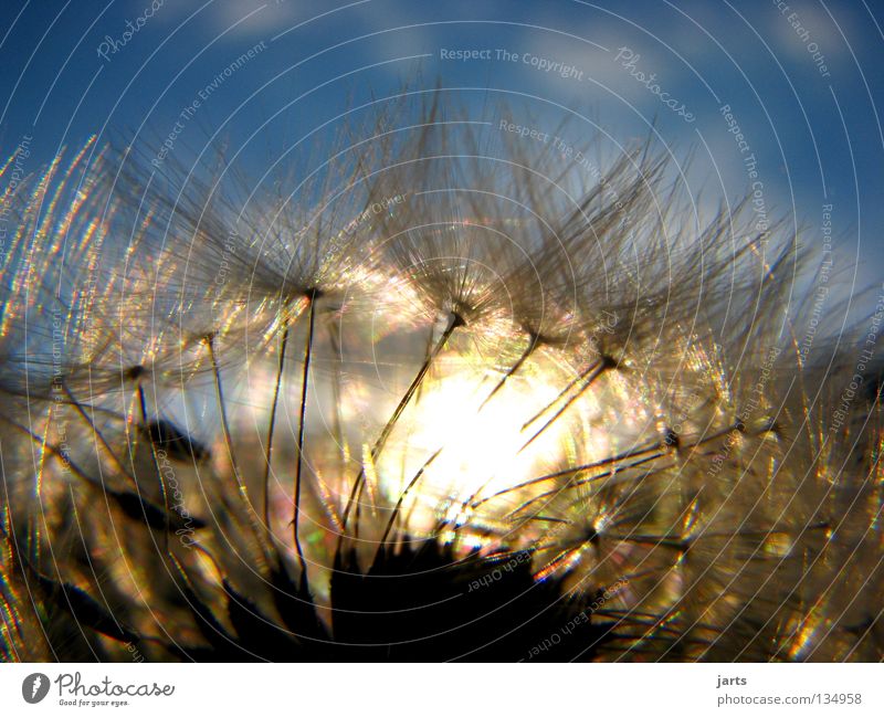 natural hair Meadow Flower Dandelion Sunset Clouds Summer Sky jarts