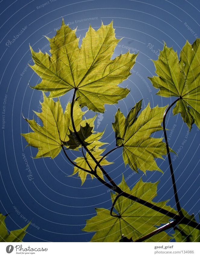 spring Leaf Summer Spring Clouds Green Yellow Vessel Beautiful weather Tree Park ahron Sky Structures and shapes Branch Twig Warmth