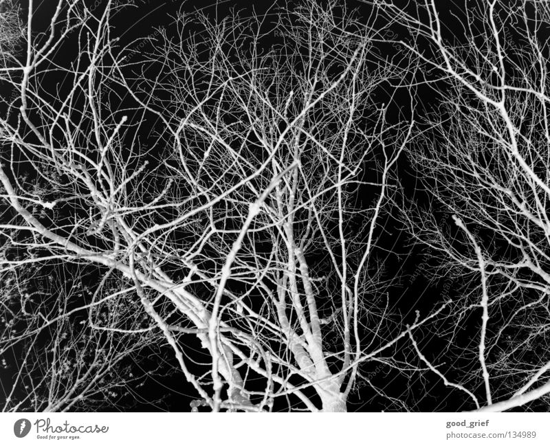 dark wood Forest Wood flour Tree Winter Leaf Black White Gray Dark Eerie Fear Panic Branch Twig acerbates no blades wise