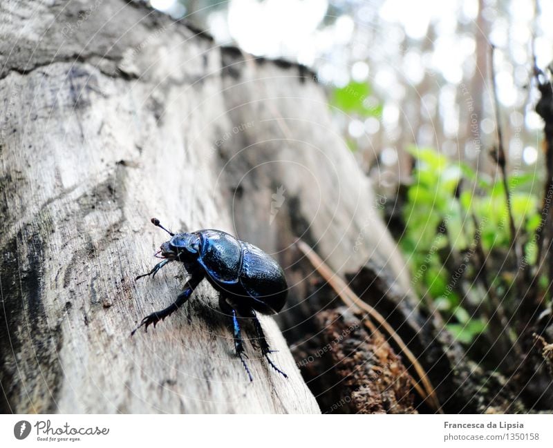 Forest dung beetle Autumn Tree Wild animal Beetle 1 Animal Wood Discover Glittering Crawl Illuminate Disgust Small Cute Blue Brown Green Colour Nature