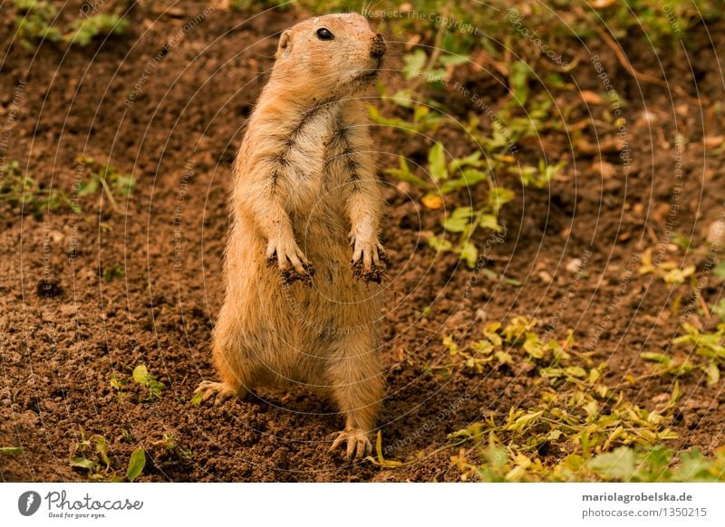 prairie dog Animal Wild animal Dog 1 Leisure and hobbies Nature Prairie dog Ground squirrel Living thing Mammal Rodent Colour photo Exterior shot