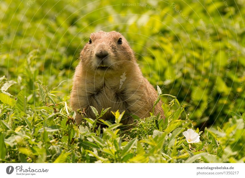 prairie dogs Animal Wild animal Dog 1 Nature Curiosity Earth Living thing Mammal Rodent Squirrel Ground squirrel Prairie dog Colour photo Exterior shot