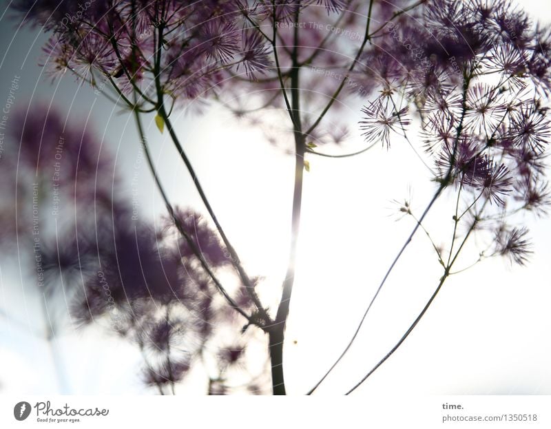 When the summer goes ... Summer Beautiful weather Plant Flower angelica Garden Stand Illuminate Near Natural Warmth Life Elegant Apocalyptic sentiment