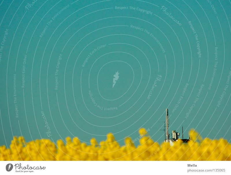 modern rapeseed Canola Yellow Field House (Residential Structure) High-rise Antenna Growth Agriculture Ecological Raw materials and fuels Automotive industry