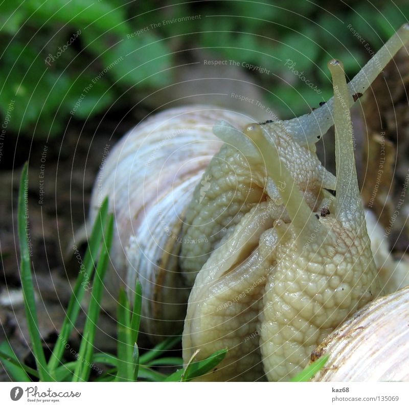 to you or to me? Snail shell House (Residential Structure) Spiral Rotate Round Animal Rotated Screw Lime Decoration Jewellery Find Beautiful Hard Uninhabited