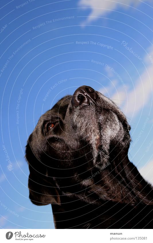 In the peace lies the strength Clouds Sky blue Black Dog Labrador Summer Sublime Majestic Calm Goodness Serene Endurance Trust Animal Soft Cute Experience