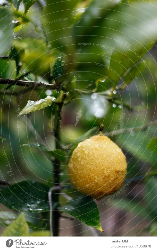 lemon-fresh. Art Work of art Esthetic Lemon Lemon tree Lemon juice Lemon yellow Lemon leaf Lemon peel Fresh Yellow Colour photo Subdued colour Exterior shot