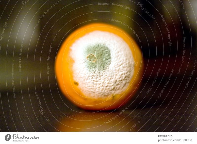 Mouldy orange is rarely an advantage Fruit Vitamin Citrus fruits Healthy Healthy Eating Health care Illness Stability minimum durability MHD Expired Orange