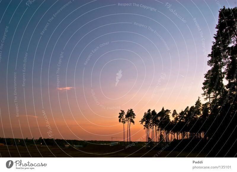 yesterday in the sand pit. Sunset Evening Clouds Multicoloured Panorama (View) Sandbox Gorgeous Beautiful Back-light Palm tree Tree Red Yellow Black Progress