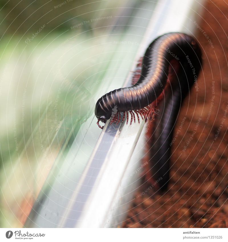 The centipede Nature Earth Garden Window Window frame Window pane Animal Worm Animal face Animal tracks Zoo Aquarium Millipede 1 Crawl Esthetic Natural Brown