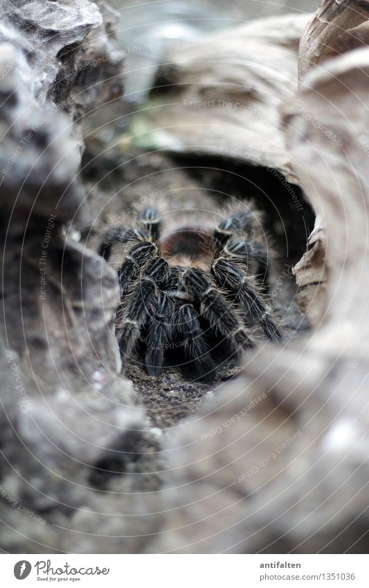 horrendous Nature Earth Rock Mountain Animal Spider Animal face Animal tracks Zoo Aquarium Bird-eating spider Spider's web Spider legs Legs Crouch Crawl