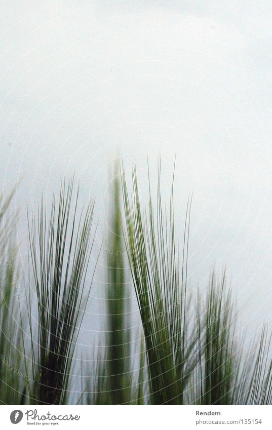 Green at Grauem Wheat Canola Field Bad weather Summer Blur Dream Progress Gray Clouds Nature