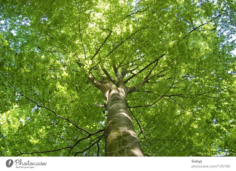 The most beautiful green in the world Leaf canopy Green Spring Tree Bright green Delicate Planning Wood Forest Carbon dioxide Treetop Protective Wake up