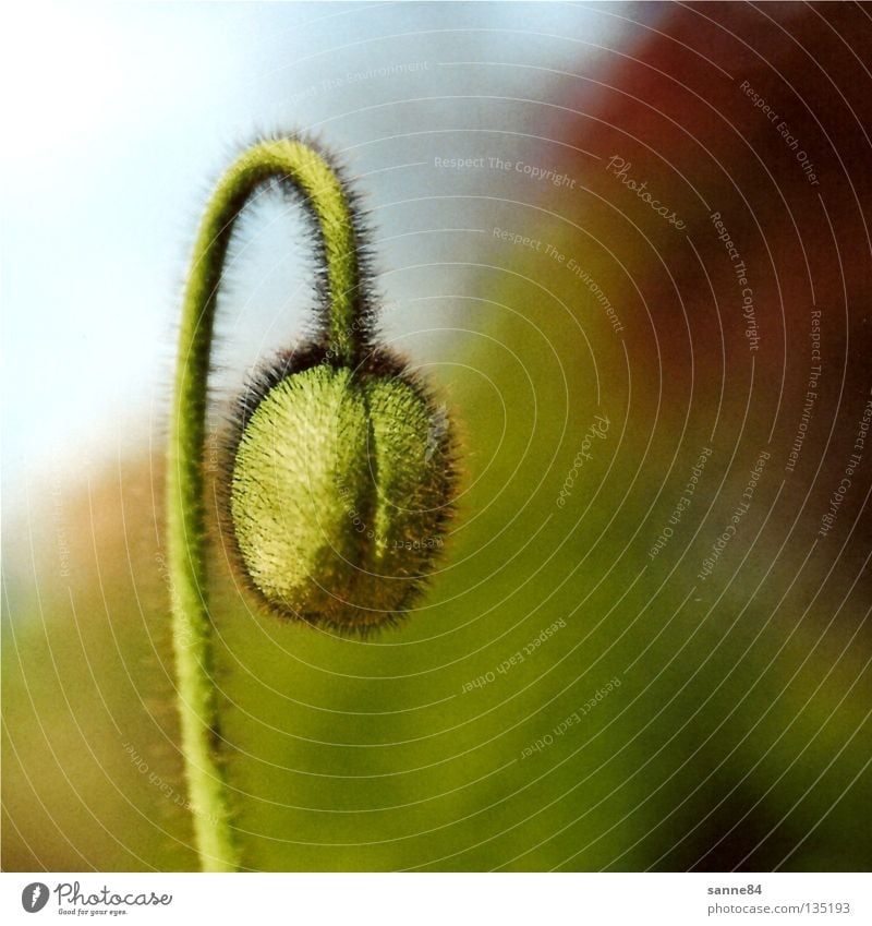 Poppy seed in square Spring Blossoming Green Tiny hair Meadow Summer Flower Bud Botanical gardens