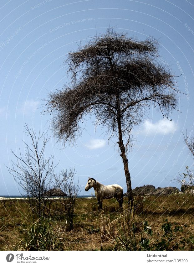 Lonely White Horse Ocean Chained up Tree Fairy tale Fantastic Beach Mammal Coast Mold Rock Sky