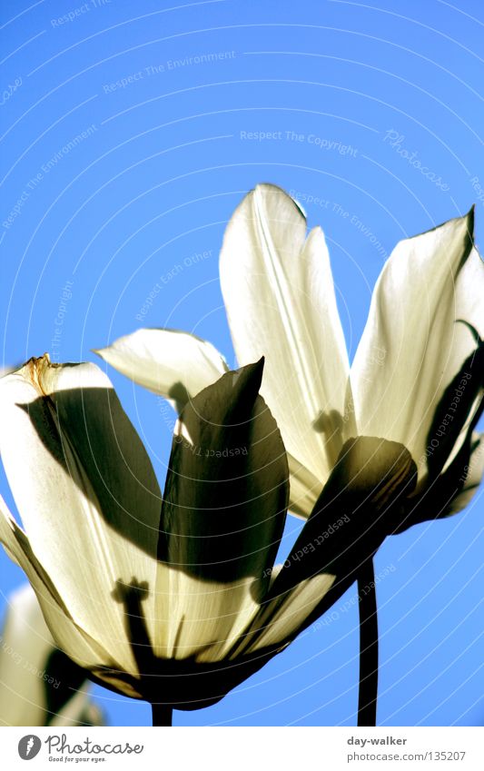 sunbathe Flower Tulip White Garden Bed (Horticulture) Lighting Stalk Plant Sky Pistil Sun Nature Shadow Beautiful weather