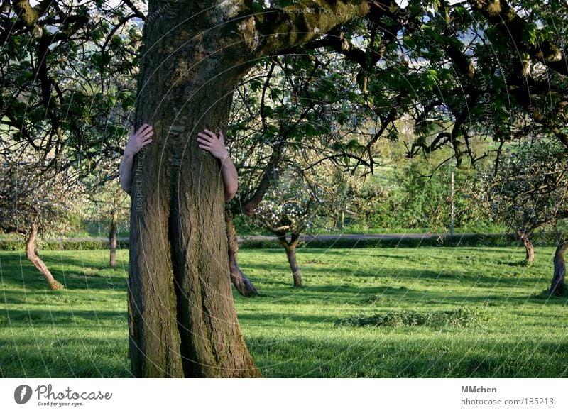 My friend, the baaaaaaaum Tree Meadow Apple tree Search Hand Tree trunk Fruittree meadow Fruit trees Blossom Leaf canopy Tree bark Concealed Forwards Timidity