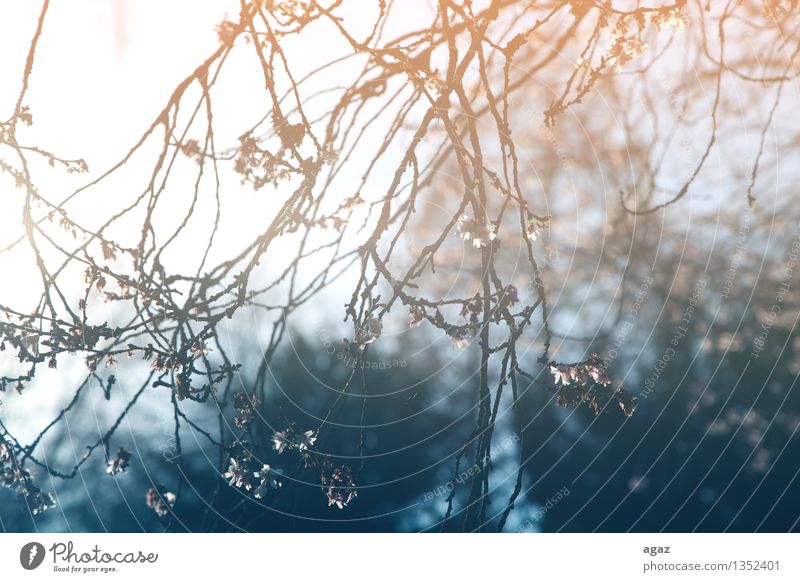 cherry blossoms Nature Landscape Plant Sun Sunlight Spring Tree Flower Garden Park Forest Blossoming Jump twigs flowers leaves bloom fresh sunny Sunny weather