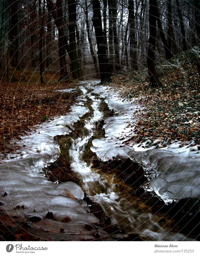 iceberg Brook Forest Leaf Winter Tree Flow Bubbling Downward Americas Ice Snow Nature Landscape Water Inject Walking Tree trunk Exterior shot