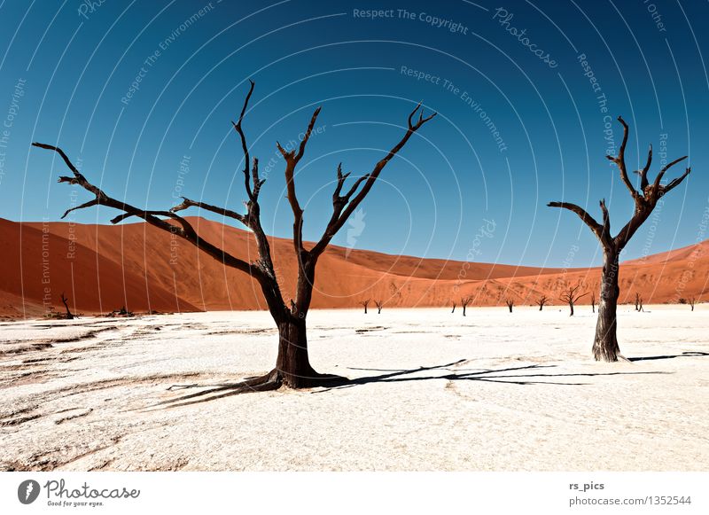 Dead Vlei Nature Landscape Elements Sand Cloudless sky Loneliness Colour Mysterious Death Transience Colour photo Exterior shot Deserted Day Light Contrast