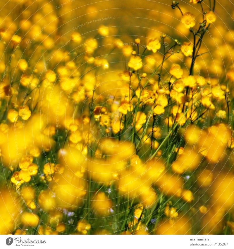 sea of buttercups Colour photo Exterior shot Day Summer Plant Flower Grass Blossom Wild plant Marsh marigold Meadow Happiness Fresh Beautiful Multicoloured