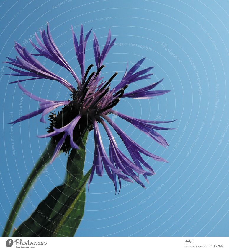 cornflower blue.... Cornflower Flower Blossom Blossom leave Stalk Blade of grass Green Clouds White Spring Summer May June July Blossoming Towering Field