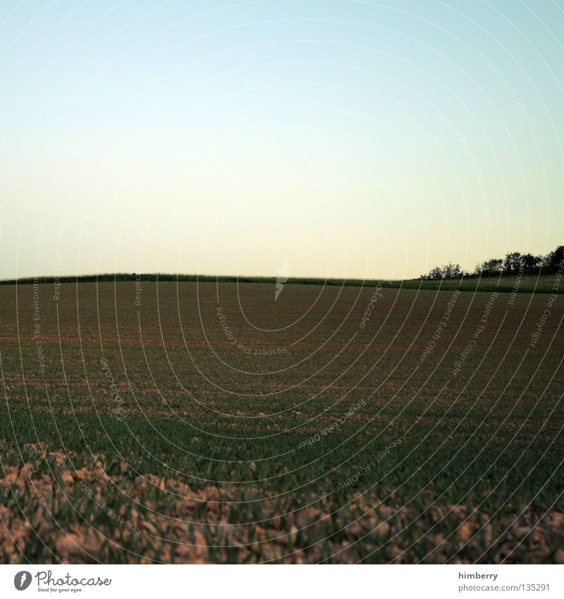 organic seal Canola Plant Field Blossom Yellow Agriculture Hill Tree Nature Twilight Horizon Sky Ecological Vegetable Spring Organic produce Oil Landscape