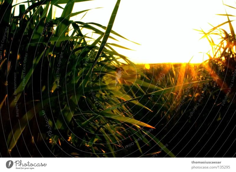 sunny idyll Grass Barley Field Sunbeam Yellow Green Dark Physics Twilight Spring Bright Warmth balanced out Evening Calm untouched Nature