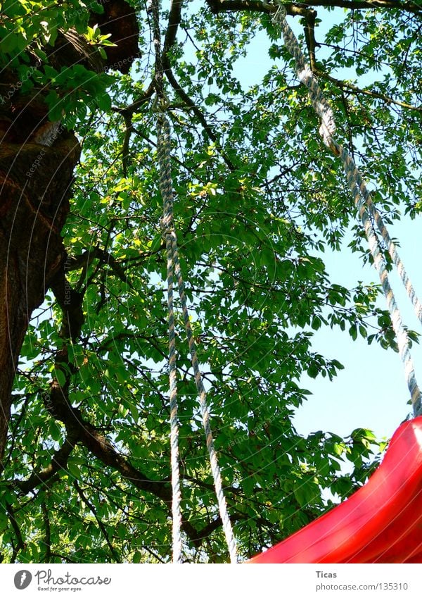 tree swing Swing Tree Playing Summer Sky Joy play fun child children childhood Garden outside Tall high amusement Exterior shot