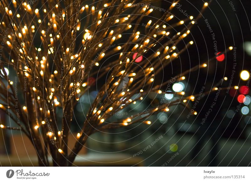 Light tree Festive Delicate Reaction Exterior shot Decoration "Tree". Christmas & Advent Placed Evening Street