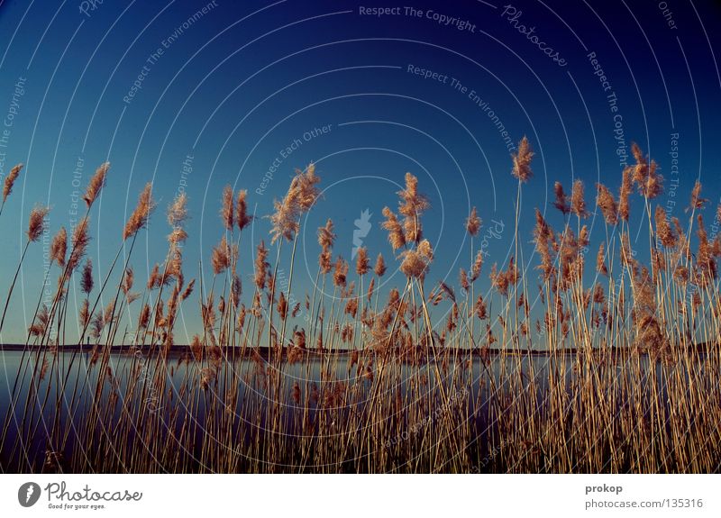 Softcopy II Common Reed Lake Beautiful Relaxation Summer Spring Calm Pol-filter Mecklenburg-Western Pomerania Air Breathe Physics Vacation & Travel Joy Sky