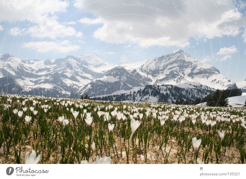 mountain spring Flower Spring Saanenland Gstaad Switzerland Crocus Blossom Mountain Snow