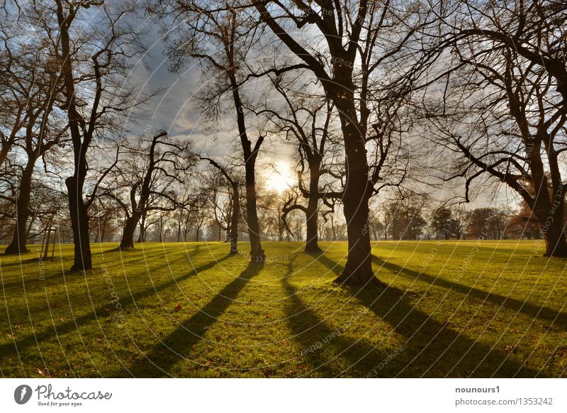 winter sun Nature Landscape Plant Sun Sunrise Sunset Sunlight Winter Weather Beautiful weather Tree Grass Park Meadow Dark Blue Brown Gray Green Colour photo