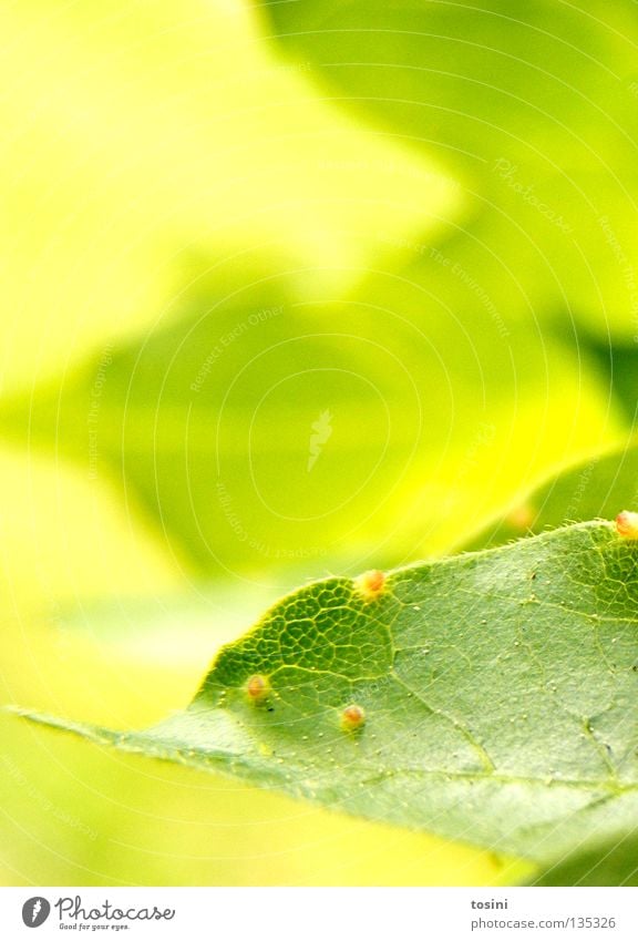 green [1/2] Green Leaf Tree Macro (Extreme close-up) Structures and shapes Stamen Pollen Nature Photosynthesis Light Delicate Spring Hope Summer tosini