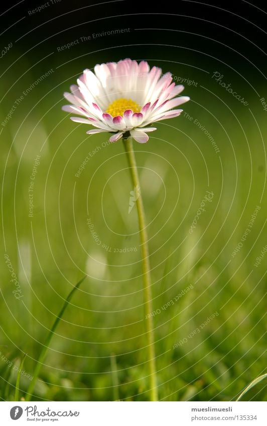 daisies Daisy Flower White Green Black Yellow Loneliness Summer Spring Garden plot Summery Macro (Extreme close-up) Close-up Earth Sand