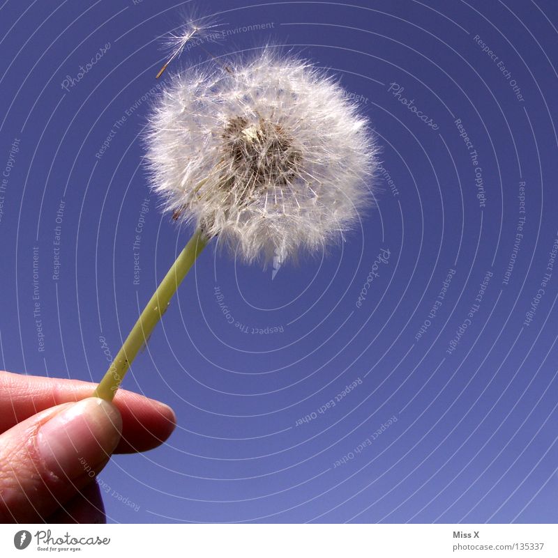 Dandylion II Colour photo Exterior shot Aviation Hand Fingers Sky Flower Flying Blue White Dandelion Lion Stalk dandylion Seed