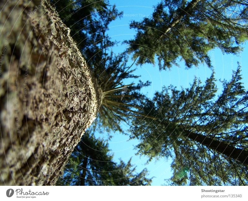 upward Tree Forest Colossus Green Growth Tree bark Fir tree Long Coniferous trees Black Forest Blue Upward Tall