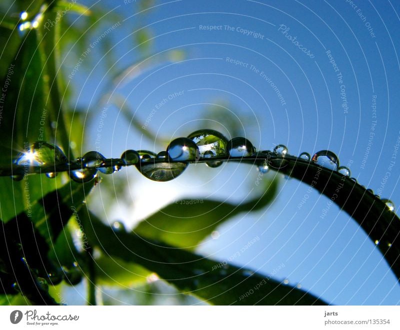 Small lakes Wet Tree Leaf Fresh Beautiful Water Drops of water Rain Rope Sky Sun spieglung jarts Nature Blue Refreshment