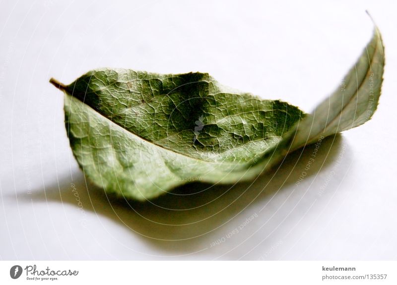 The leaf Still Life Shadow play Loneliness Calm green leaf Nature