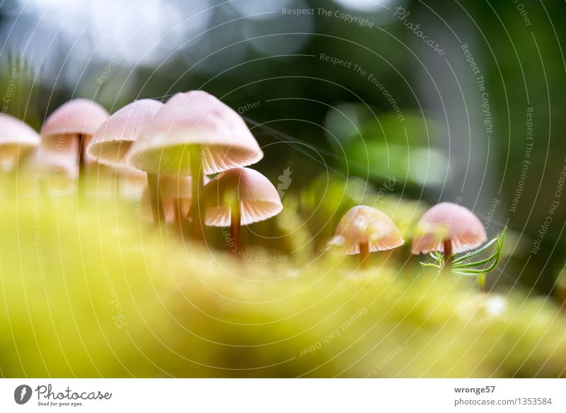 group meetings Nature Plant Autumn Beautiful weather Forest Small Brown Yellow Green Pink Mushroom Diminutive Multiple Grouped Woodground Moss Carpet of moss