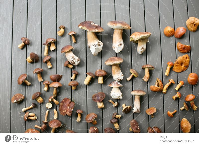 mushroom collection Food Nutrition Plant Animal Summer Autumn Mushroom Boletus Cep Collection Lie Many Brown Productive Find Mushroom picker Colour photo