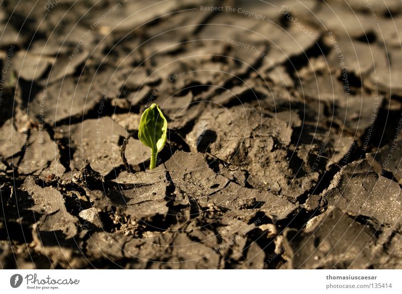 resurrected... Plant Dry Brown Gray Mud Green Small Delicate Strong Diligent Illuminate New start Spring Floor covering Crack & Rip & Tear Earth Sand Gloomy