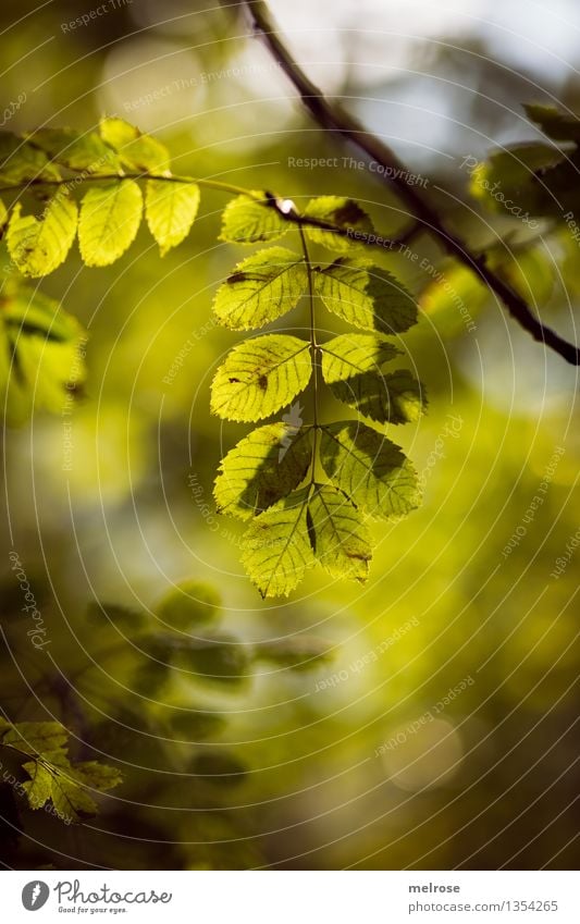 gentle glow Elegant Style Environment Nature Autumn Beautiful weather Bushes Foliage plant Twigs and branches Leaf Forest Blur Point of light