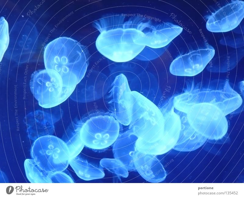 Underwater world 2 Jellyfish Ocean Valencia Vacation & Travel Lake Animal Design Background picture Seafood Caribbean Sea Aquarium Light blue Pattern Beach Fish