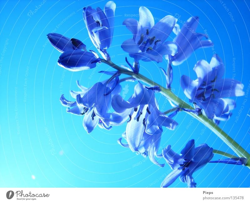 Blue hyacinth branch Colour photo Exterior shot Close-up Macro (Extreme close-up) Neutral Background Day Joy pretty Calm Plant Sky Spring Flower Blossom