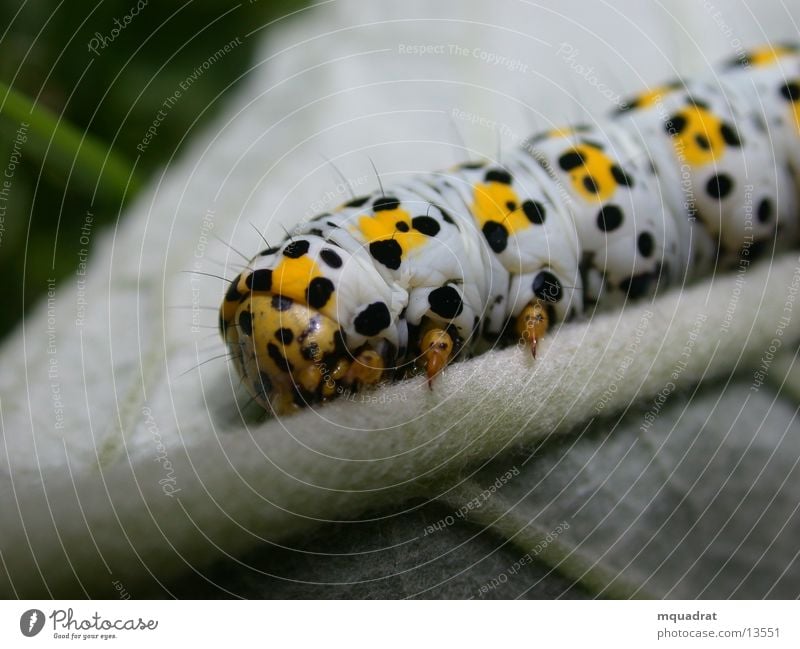 Caterpillar_1 Insect Leaf Transport