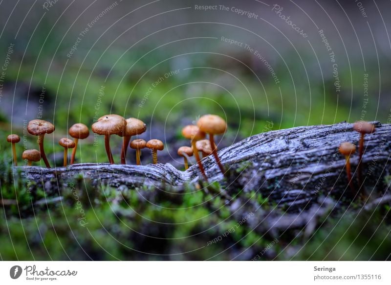 Small but fine mushroom group Environment Nature Landscape Plant Animal Autumn Moss Park Meadow Forest Eating Growth Mushroom Mushroom cap Beatle haircut