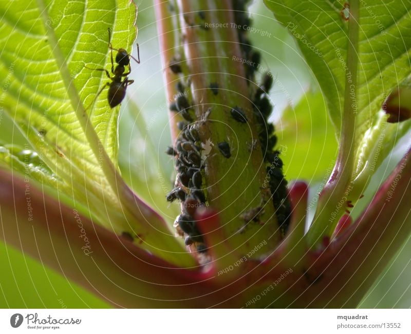 Ant_Lawfly Greenfly Insect Transport Macro (Extreme close-up)