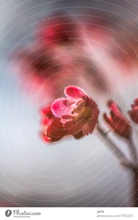 Small but fine Plant Beautiful weather Flower Blossom Blossoming Esthetic Fresh Natural Gold Nature Colour photo Exterior shot Close-up Detail